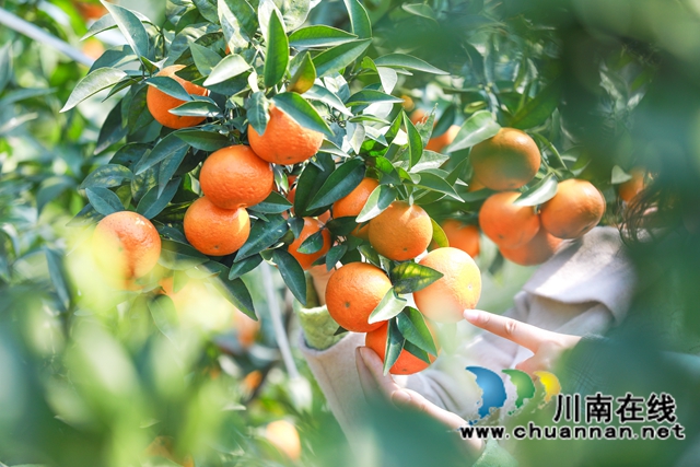 合江：千亩沃柑喜获丰收！(图3)