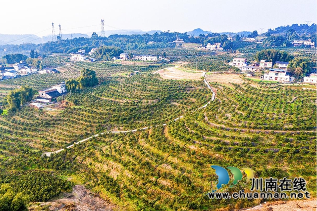 合江：千亩沃柑喜获丰收！(图1)