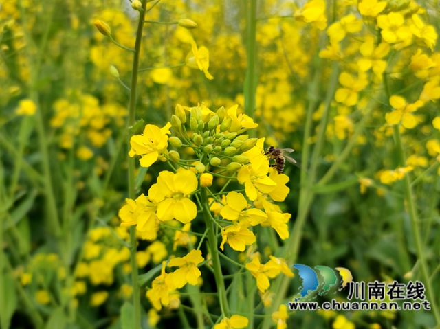 泸县：春到人间草木知！(图5)