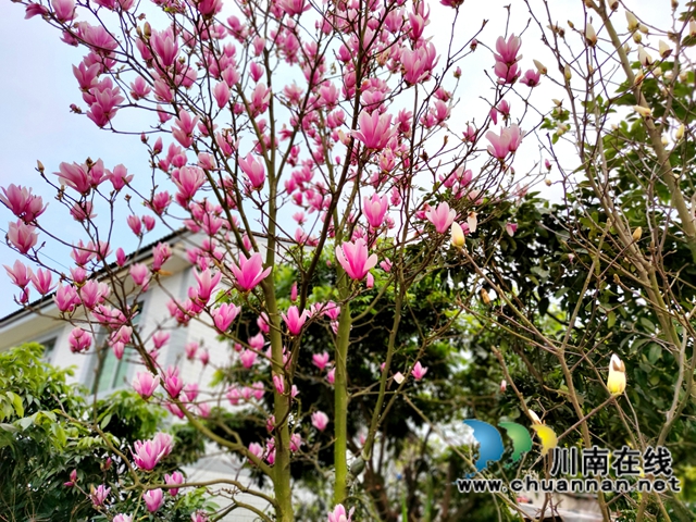 泸县：春到人间草木知！(图6)