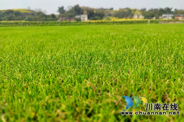 泸县：春到人间草木知！(图7)