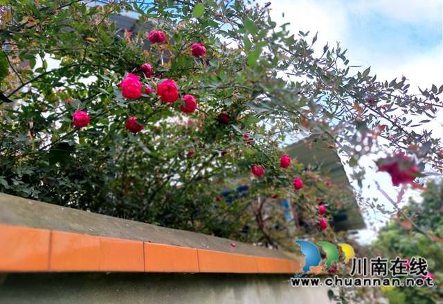 泸县：春到人间草木知！(图8)