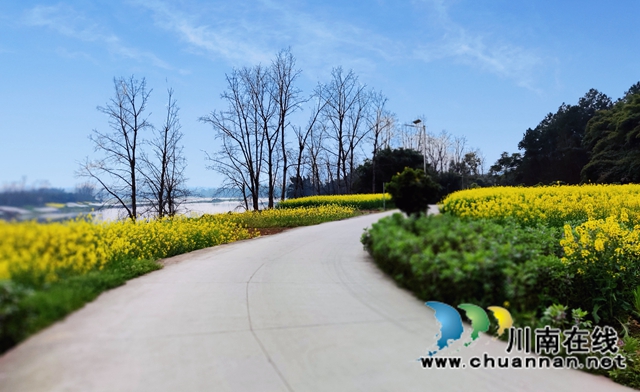 泸县：春到人间草木知！(图12)