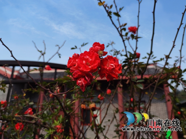 泸县：春到人间草木知！(图11)