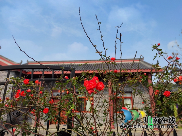 泸县：春到人间草木知！(图9)