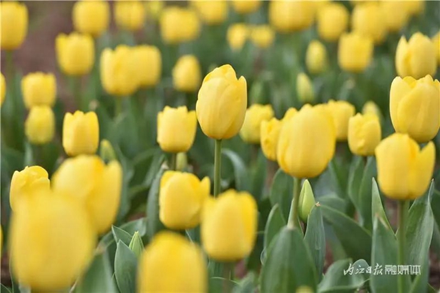 130万株郁金香盛放,内江这个地方成了一片花海!(图2) 130万株郁金香盛放,内江这个地方成了一片花海!(图2)