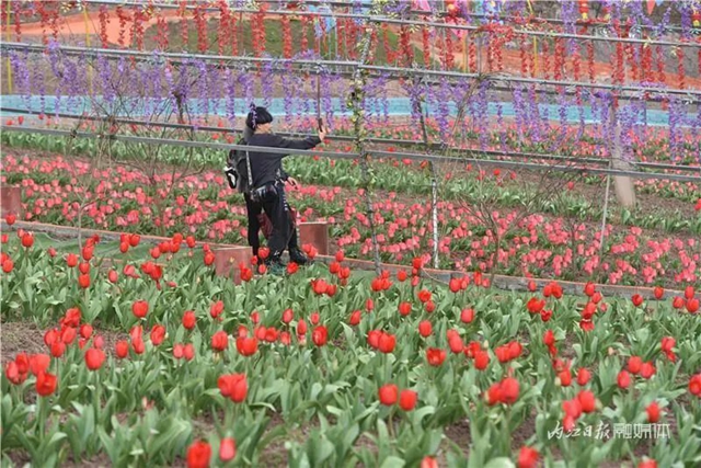 130万株郁金香盛放,内江这个地方成了一片花海!(图3) 130万株郁金香盛放,内江这个地方成了一片花海!(图3)