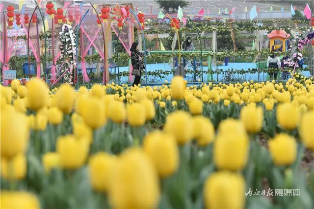 130万株郁金香盛放,内江这个地方成了一片花海!(图4) 130万株郁金香盛放,内江这个地方成了一片花海!(图4)