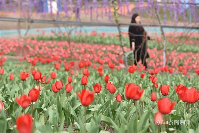 130万株郁金香盛放,内江这个地方成了一片花海!(图8) 130万株郁金香盛放,内江这个地方成了一片花海!(图8)