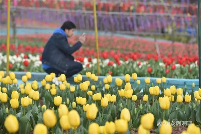 130万株郁金香盛放,内江这个地方成了一片花海!(图7) 130万株郁金香盛放,内江这个地方成了一片花海!(图7)