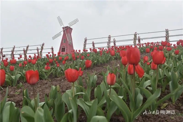 130万株郁金香盛放,内江这个地方成了一片花海!(图9) 130万株郁金香盛放,内江这个地方成了一片花海!(图9)