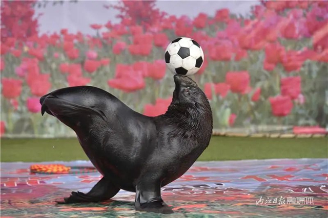 130万株郁金香盛放,内江这个地方成了一片花海!(图11) 130万株郁金香盛放,内江这个地方成了一片花海!(图11)