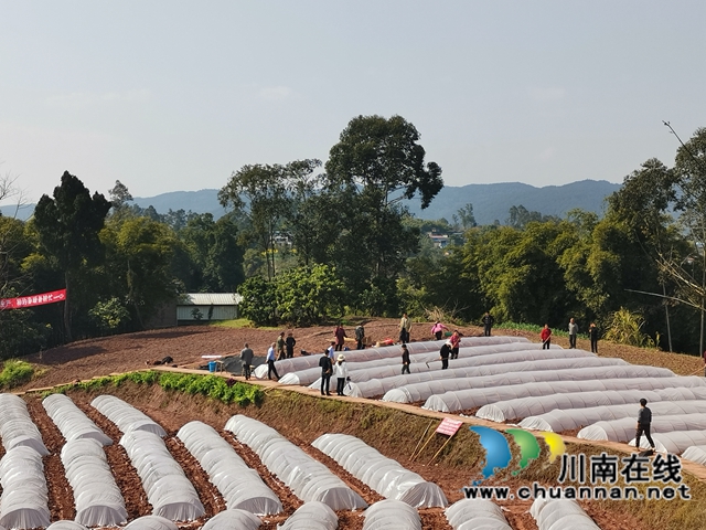 泸县潮河镇:粮油生产基地春播忙(图1) 泸县潮河镇:粮油生产基地春播忙(图1)
