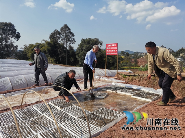 泸县潮河镇:粮油生产基地春播忙(图2) 泸县潮河镇:粮油生产基地春播忙(图2)