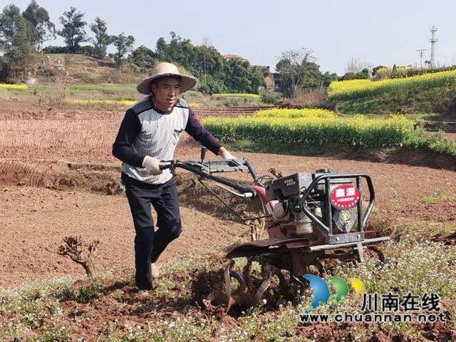 泸县潮河镇:粮油生产基地春播忙(图4) 泸县潮河镇:粮油生产基地春播忙(图4)
