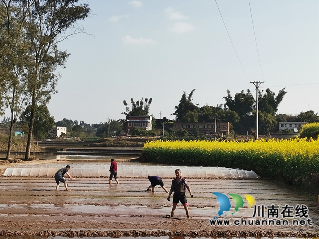 泸县潮河镇:粮油生产基地春播忙(图6) 泸县潮河镇:粮油生产基地春播忙(图6)