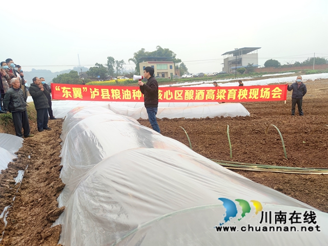 “东翼”泸县粮油种植核心区酿酒高粱育秧现场会在百和镇召开(图3)