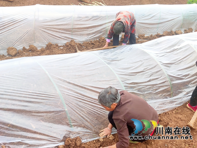 “东翼”泸县粮油种植核心区酿酒高粱育秧现场会在百和镇召开(图4)