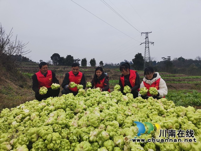 粮菜轮作,定单销售!泸县兆雅镇古佛村撂荒地长出“酒和菜”(图1) 粮菜轮作,定单销售!泸县兆雅镇古佛村撂荒地长出“酒和菜”(图1)
