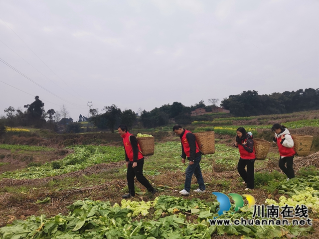 粮菜轮作,定单销售!泸县兆雅镇古佛村撂荒地长出“酒和菜”(图2) 粮菜轮作,定单销售!泸县兆雅镇古佛村撂荒地长出“酒和菜”(图2)