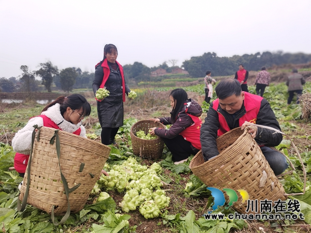 粮菜轮作,定单销售!泸县兆雅镇古佛村撂荒地长出“酒和菜”(图3) 粮菜轮作,定单销售!泸县兆雅镇古佛村撂荒地长出“酒和菜”(图3)