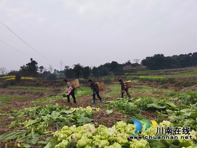 粮菜轮作,定单销售!泸县兆雅镇古佛村撂荒地长出“酒和菜”(图4) 粮菜轮作,定单销售!泸县兆雅镇古佛村撂荒地长出“酒和菜”(图4)