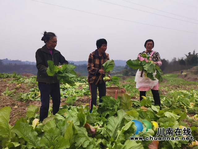 粮菜轮作,定单销售!泸县兆雅镇古佛村撂荒地长出“酒和菜”(图5) 粮菜轮作,定单销售!泸县兆雅镇古佛村撂荒地长出“酒和菜”(图5)