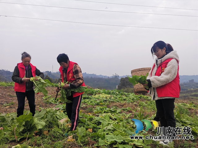 粮菜轮作,定单销售!泸县兆雅镇古佛村撂荒地长出“酒和菜”(图6) 粮菜轮作,定单销售!泸县兆雅镇古佛村撂荒地长出“酒和菜”(图6)