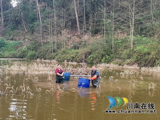 泸县方洞镇贾定海:从贫困户到虾大王(图2) 泸县方洞镇贾定海:从贫困户到虾大王(图2)