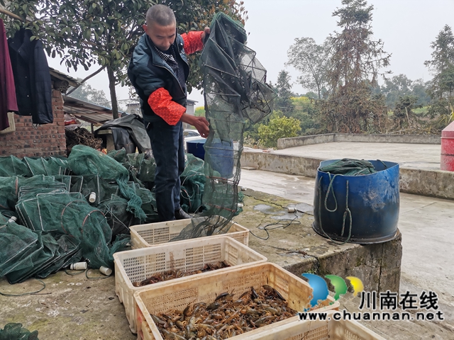泸县方洞镇贾定海:从贫困户到虾大王(图3) 泸县方洞镇贾定海:从贫困户到虾大王(图3)