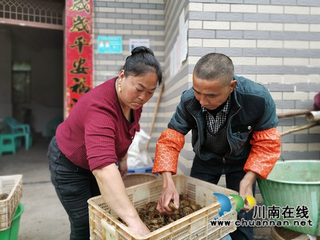 泸县方洞镇贾定海:从贫困户到虾大王(图5) 泸县方洞镇贾定海:从贫困户到虾大王(图5)