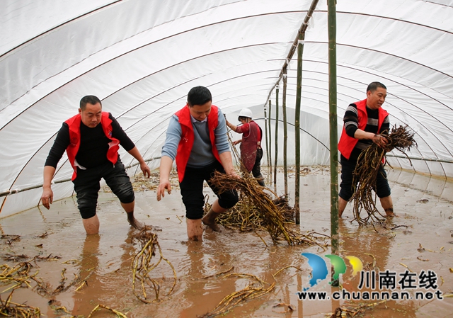 纳溪：“红马甲”进田间助力春耕春种(图1)
