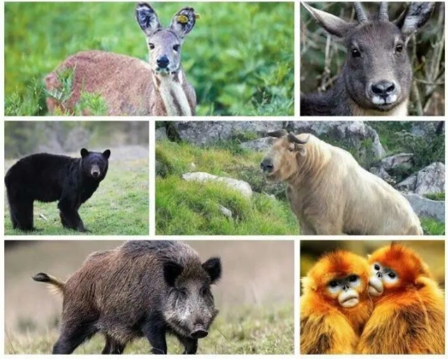 世界野生动植物日 江阳法院邀您共护美丽家园(图1)