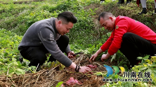 合江：免耕土豆丰收，快来体验采收乐趣！(图4)