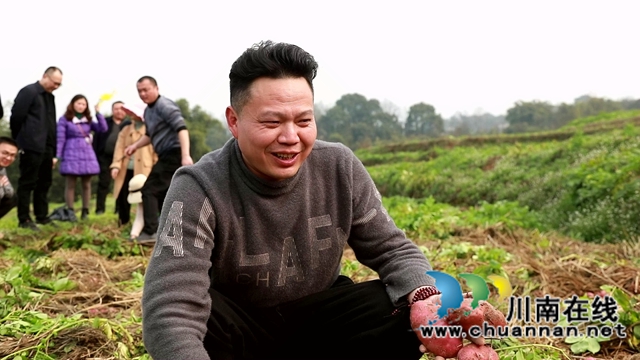 合江：免耕土豆丰收，快来体验采收乐趣！(图9)