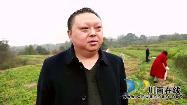 合江：免耕土豆丰收，快来体验采收乐趣！(图12)