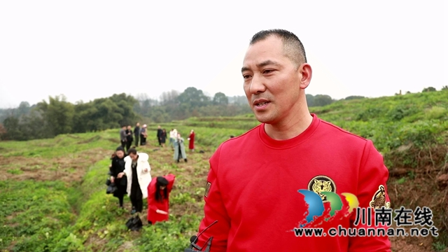 合江：免耕土豆丰收，快来体验采收乐趣！(图11)