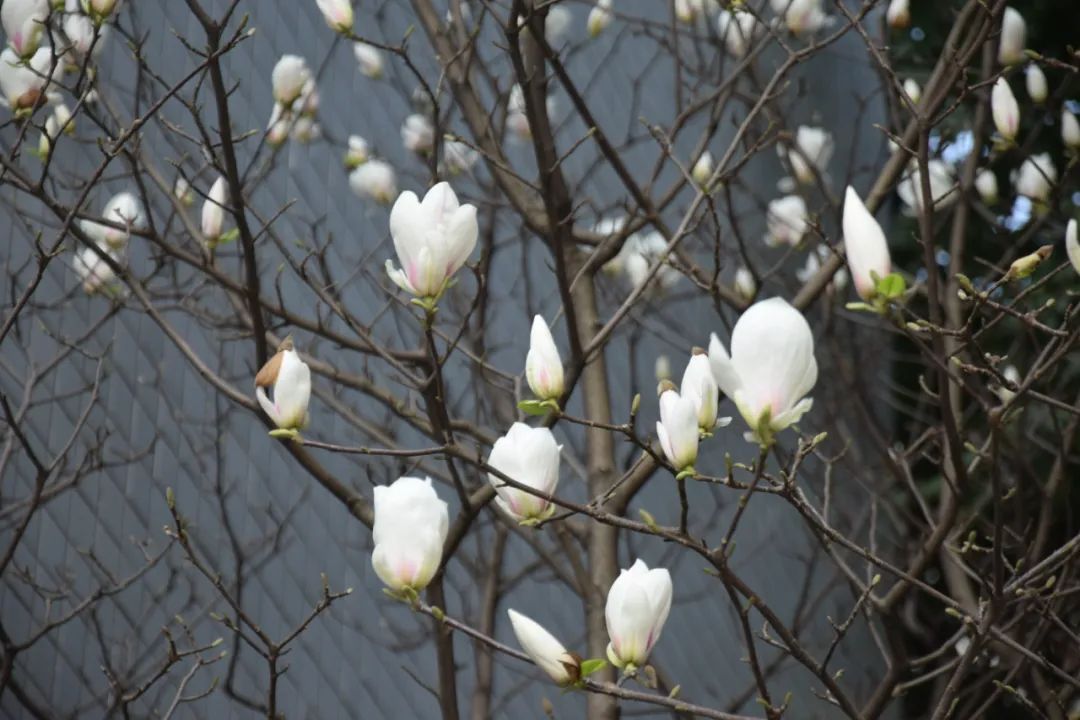 泸州市十八中中考百日誓师,战旗猎猎场面真真燃!(图2) 1.jpg