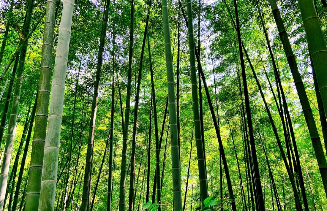 收藏！泸县踏青赏花地图出炉，赶紧约起！(图5)