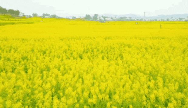 微信图片_20220306114344.gif