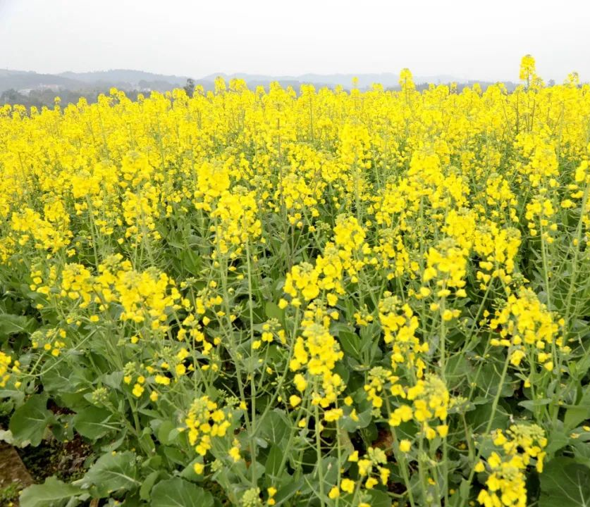 收藏！泸县踏青赏花地图出炉，赶紧约起！(图13)