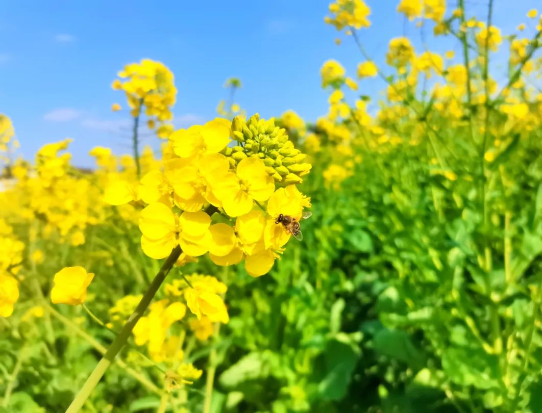 收藏！泸县踏青赏花地图出炉，赶紧约起！(图15)