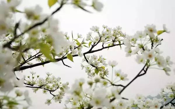 收藏！泸县踏青赏花地图出炉，赶紧约起！(图18)