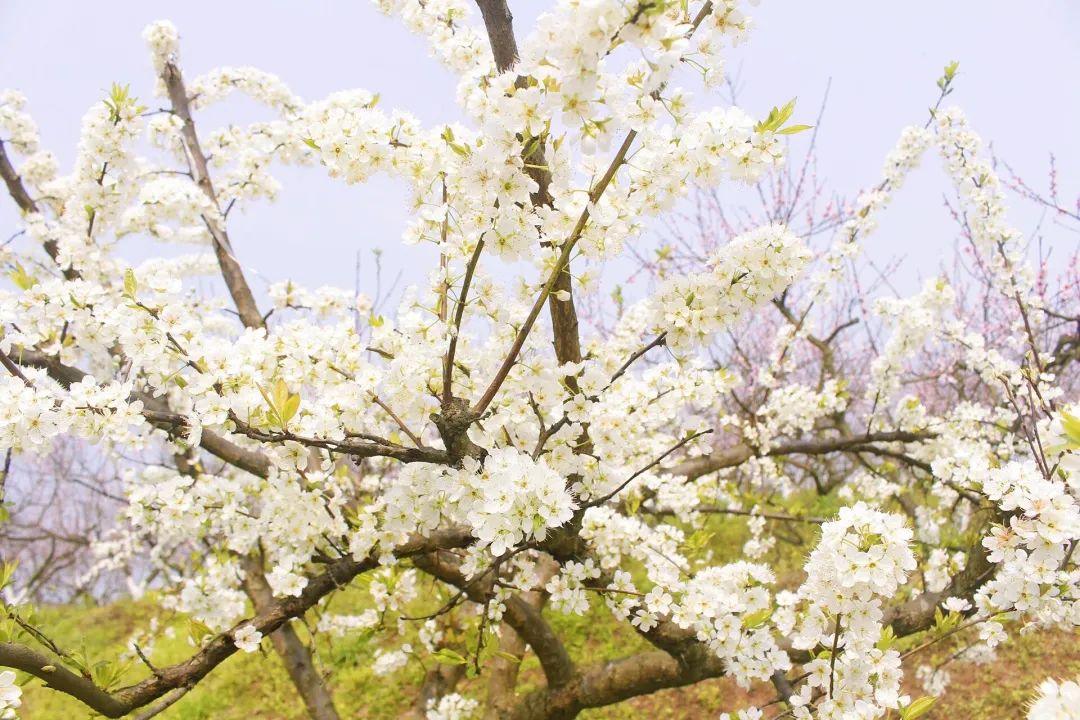收藏！泸县踏青赏花地图出炉，赶紧约起！(图22)