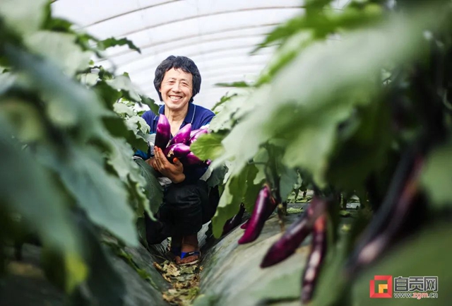 啥?自贡蔬菜摆上了北方人的餐桌!(图1) 啥?自贡蔬菜摆上了北方人的餐桌!(图1)