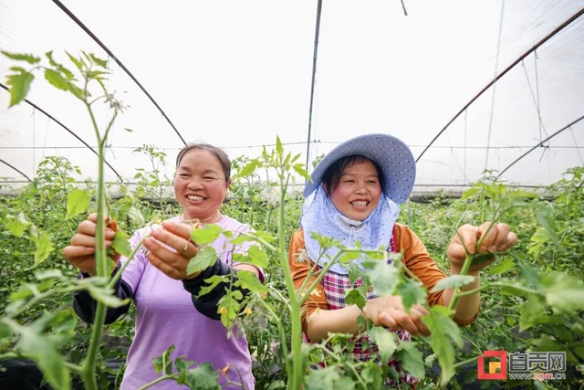 啥?自贡蔬菜摆上了北方人的餐桌!(图2) 啥?自贡蔬菜摆上了北方人的餐桌!(图2)