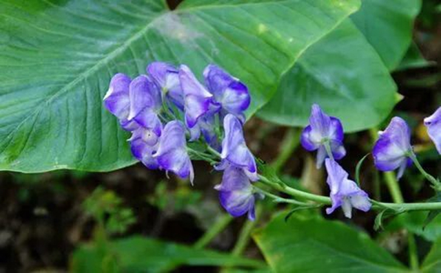 泸州大姐误服毒药,全身僵硬麻木……(图3) 泸州大姐误服毒药,全身僵硬麻木……(图3)