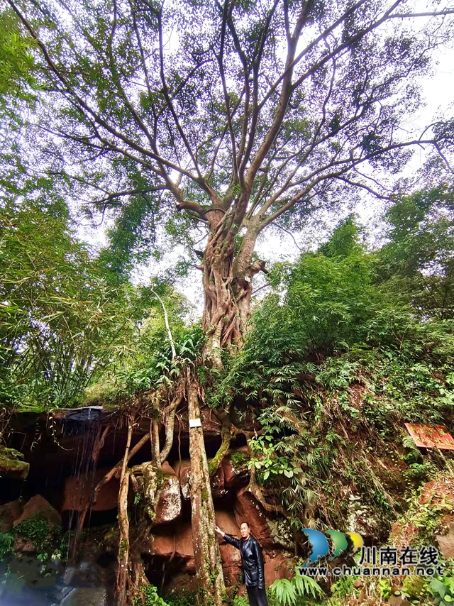 长在崖壁上的千年黄桷树,纳溪有了新网红!(图1) 长在崖壁上的千年黄桷树,纳溪有了新网红!(图1)