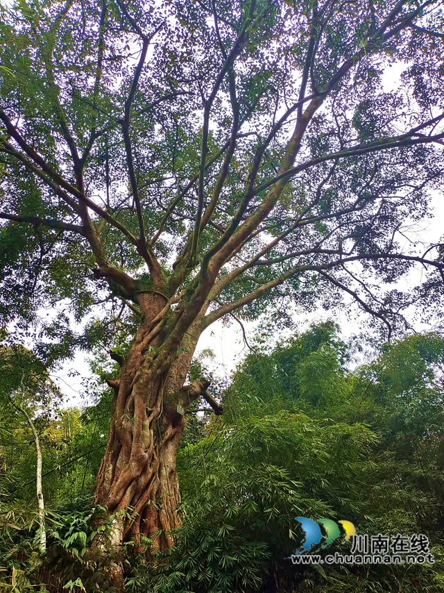 长在崖壁上的千年黄桷树,纳溪有了新网红!(图2) 长在崖壁上的千年黄桷树,纳溪有了新网红!(图2)