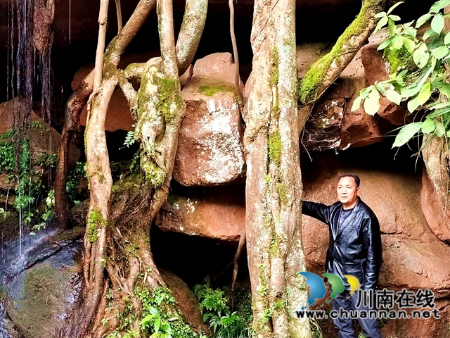 长在崖壁上的千年黄桷树,纳溪有了新网红!(图3) 长在崖壁上的千年黄桷树,纳溪有了新网红!(图3)